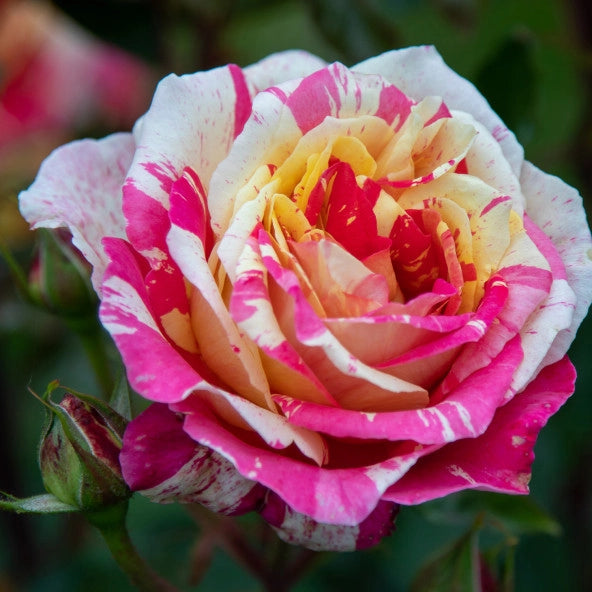 Rosa Missoni® - Rosa da Giardino a Grandi Fiori Rifiorente