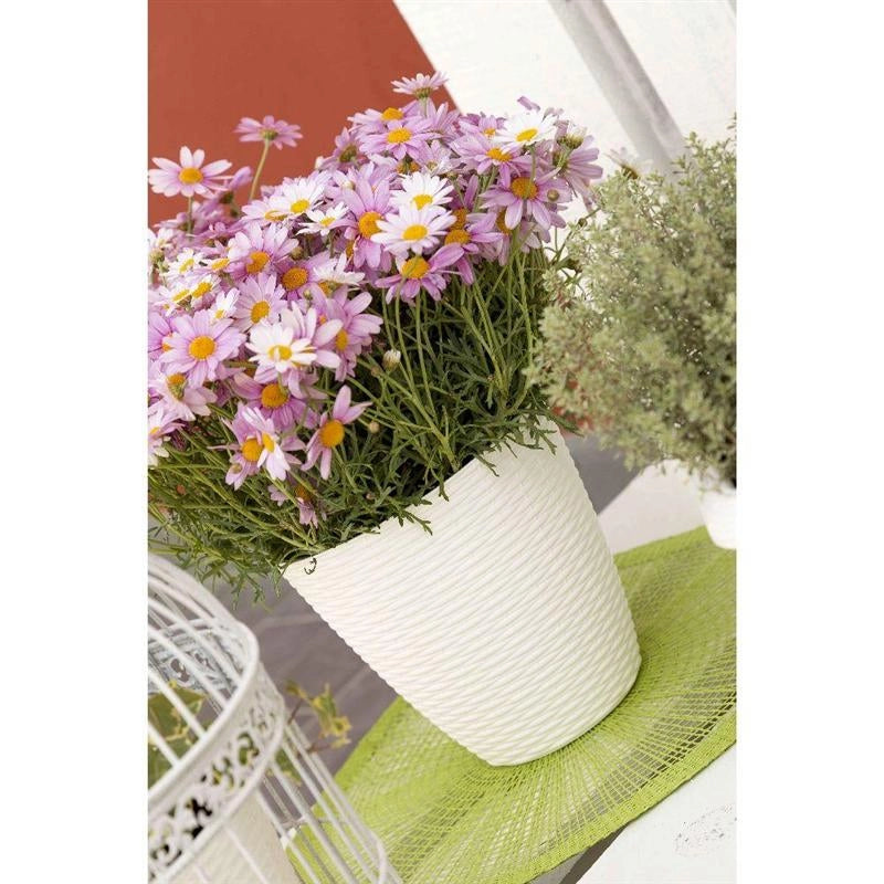 BAMA PORTAVASO PAGLIA 19 CM PANNA