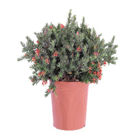 Pianta di GREVILLEA JUNIPERINA ROSA cespuglio fiore rosa VASO 18 FOTO REALE