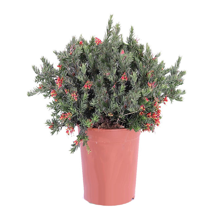 Pianta di GREVILLEA JUNIPERINA ROSA cespuglio fiore rosa VASO 18 FOTO REALE
