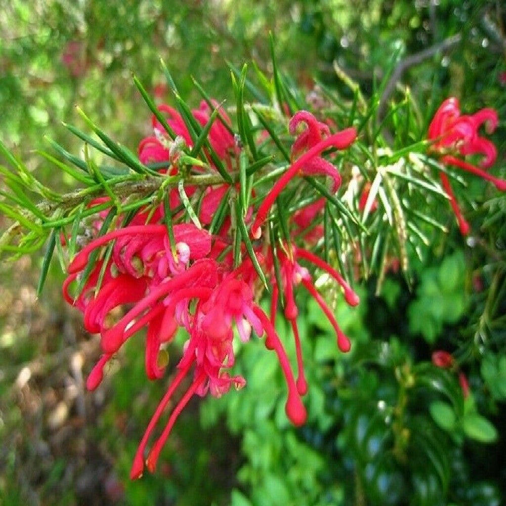 Pianta di GREVILLEA JUNIPERINA ROSA cespuglio fiore rosa VASO 18 FOTO REALE