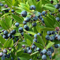 Pianta di MIRTO COMMUNIS Bacche nere fiore profumato VASO 16/18 CM FOTO REALE