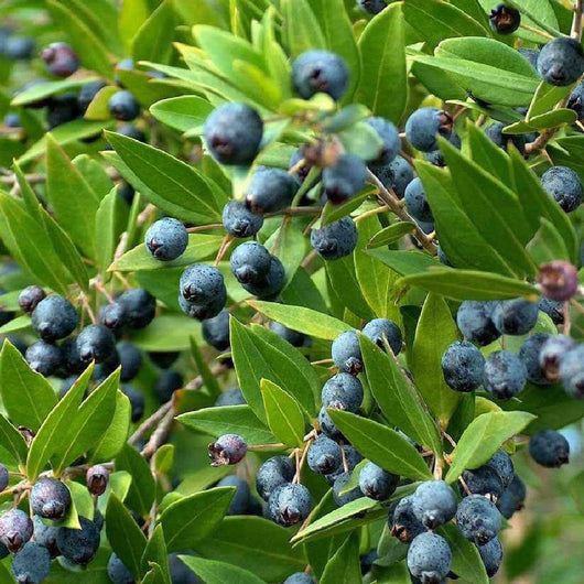 Pianta di MIRTO COMMUNIS Bacche nere fiore profumato VASO 16/18 CM FOTO REALE