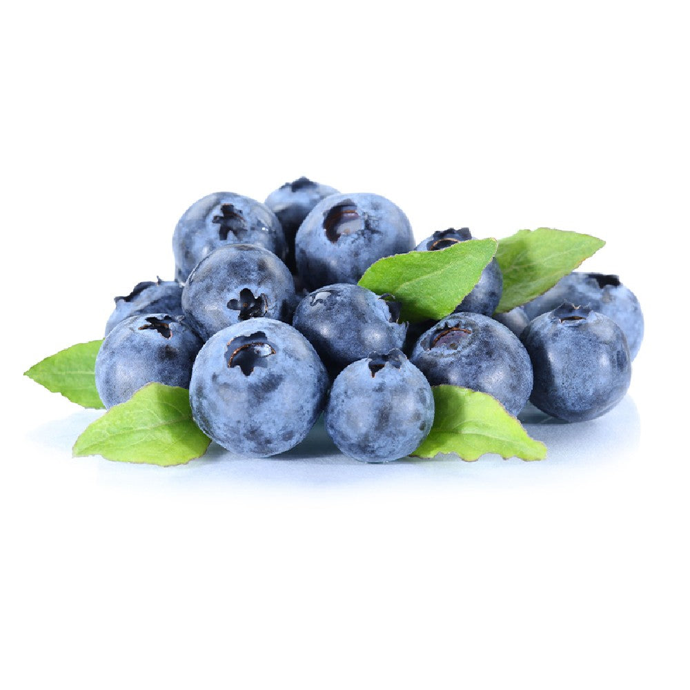 Pianta di MIRTILLO AMERICANO gigante FRUTTI DI BOSCO IN VASO 16/18 CM FOTO REALE