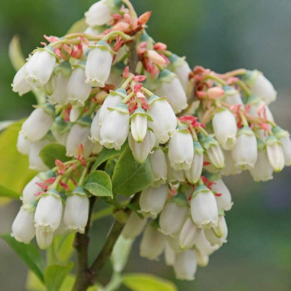 Pianta di MIRTILLO AMERICANO gigante FRUTTI DI BOSCO IN VASO 16/18 CM FOTO REALE
