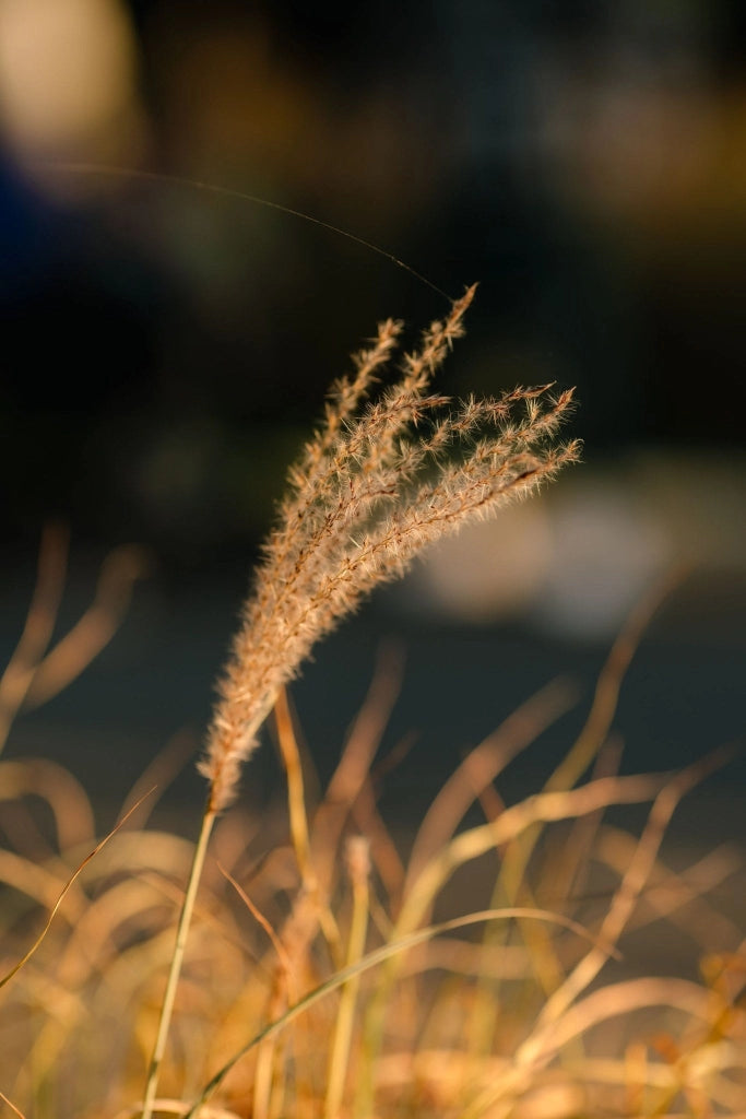 MISCANTHUS LADY RED (EULALIA) VASO 24