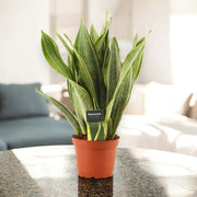 Gardenaria Sansevieria trifasciata aubry. 'Marlowe' - Pianta da interno ornamentale Altezza: 45 cm (vaso 14)