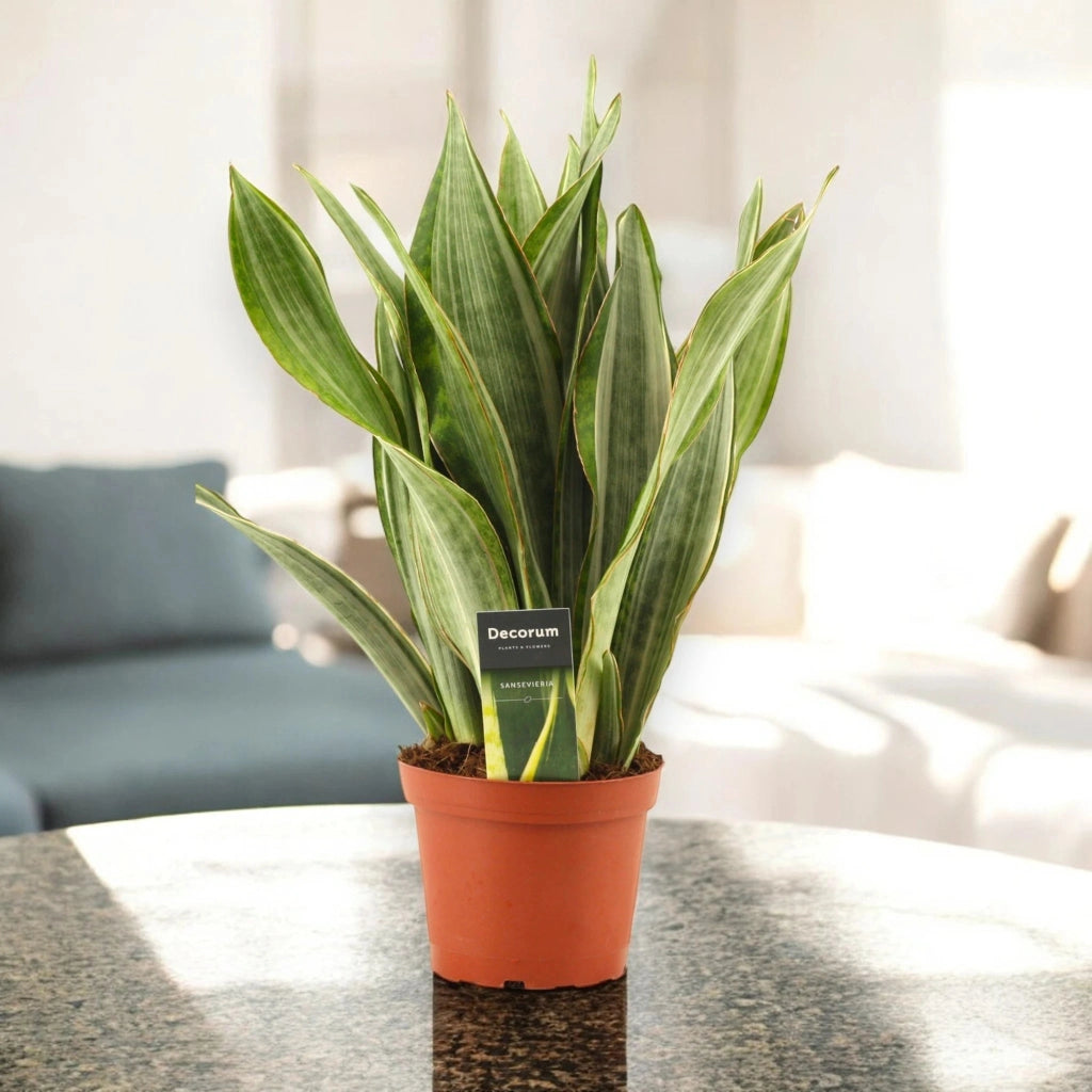 Gardenaria Sansevieria trifasciata aubry. 'Marlowe' - Pianta da interno ornamentale Altezza: 45 cm (vaso 14)