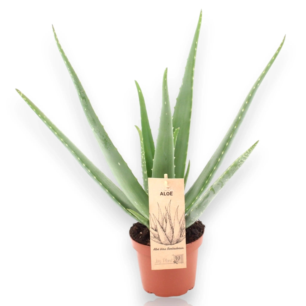 Gardenaria Aloe vera - Pianta da interno ornamentale Altezza: 40 cm (vaso 12)