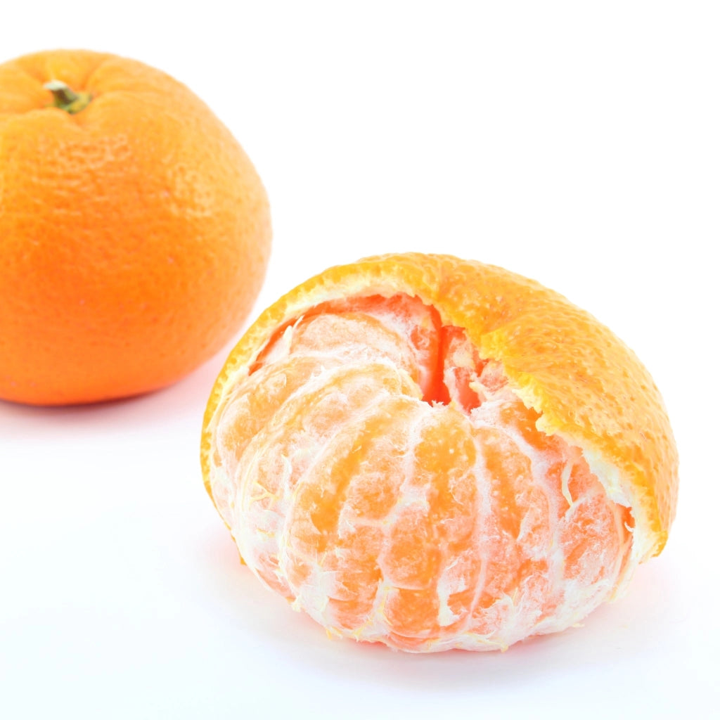 Gardenaria Satsuma - Citrus unshiu 'Miyagawa' - Pianta di agrume da frutto in vaso Altezza: 70/80 cm (vaso 22)