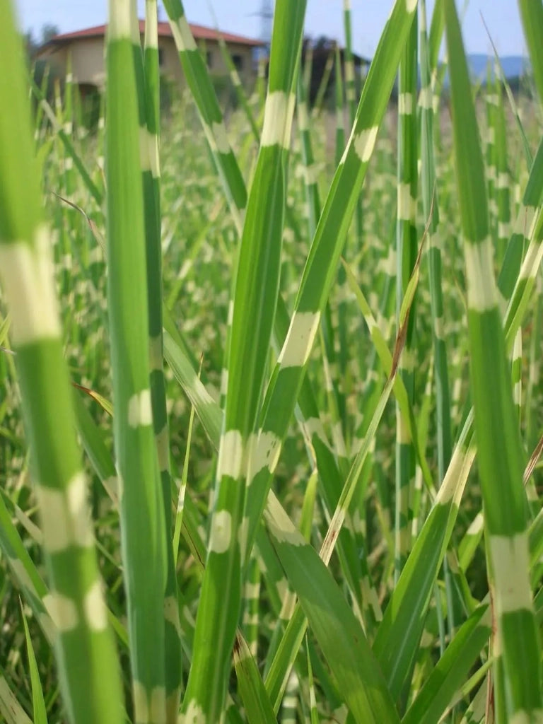 Gardenaria Miscanthus sinensis 'Zebrinus' - Graminacea ornamentale da esterno Altezza: 120 cm (vaso 24)