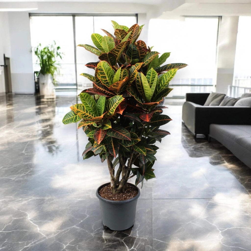 Gardenaria Codiaeum variegatum 'Petra' - Pianta da interno ornamentale Altezza: 50 cm (vaso 17)