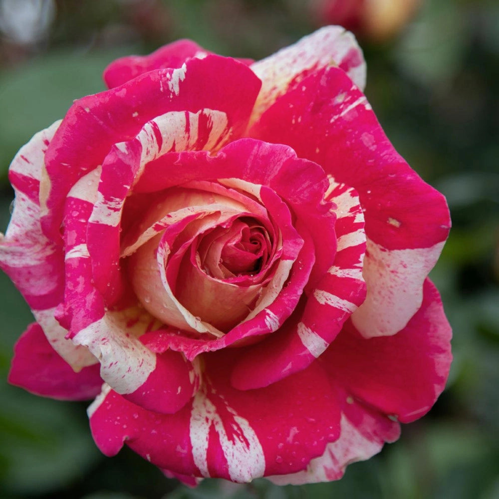 Rosa Missoni® - Rosa da Giardino a Grandi Fiori Rifiorente