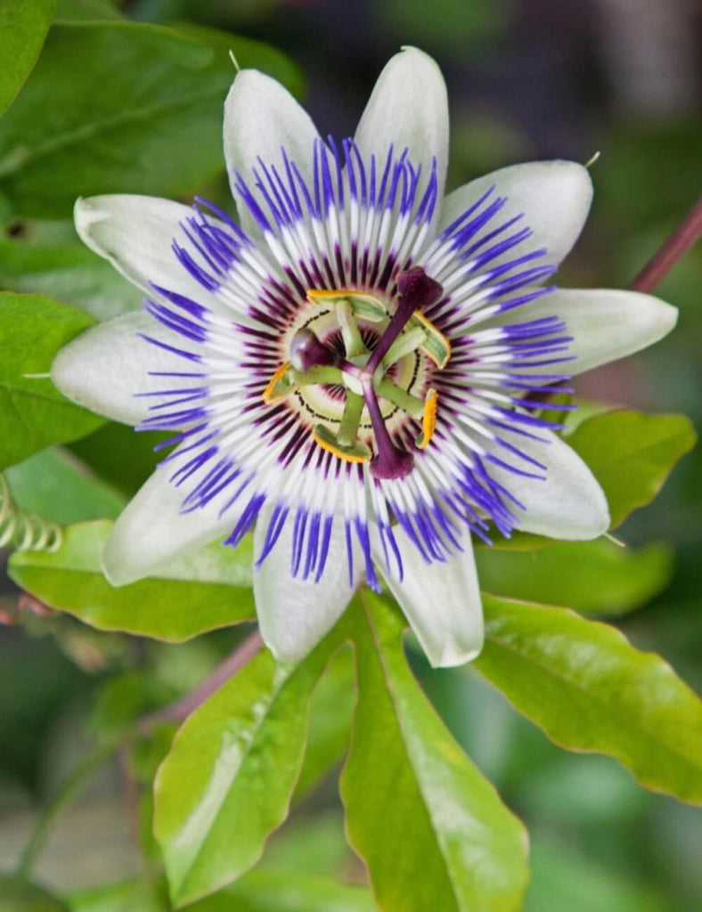 Passiflora caerulea vaso 17 cm – Rampicante ornamentale a fioritura esotica