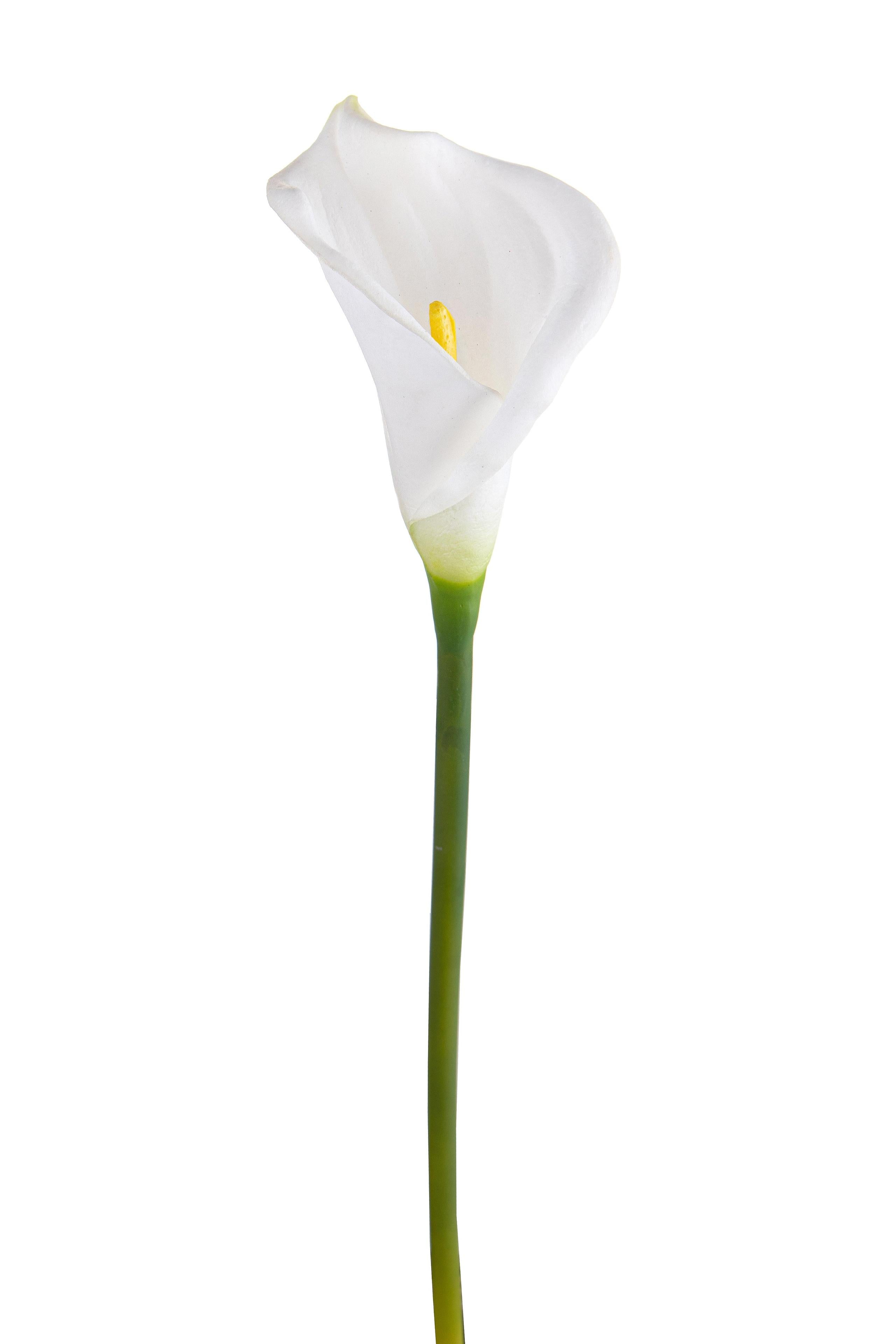 Set 6 Fiori Artificiali di Calla Semi Aperta Altezza 66 cm Bianco