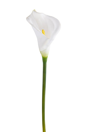 Set 6 Fiori Artificiali di Calla Semi Aperta Altezza 66 cm Bianco