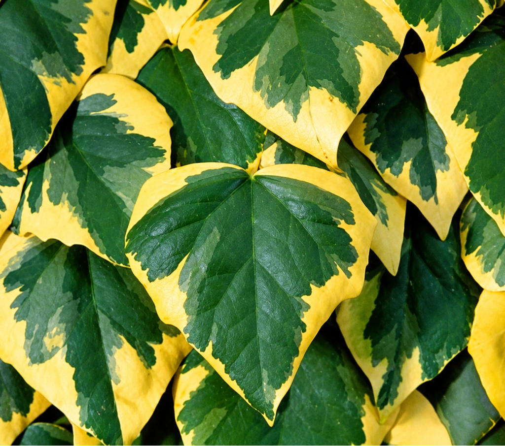Gardenaria Edera - Hedera colchica 'Dentata Variegata' - Pianta rampicante ornamentale da esterno Altezza: 180/200 cm (vaso 24)