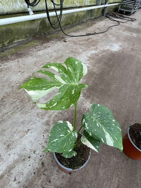 Monstera Deliciosa “Thai Constellation” vaso 12cm