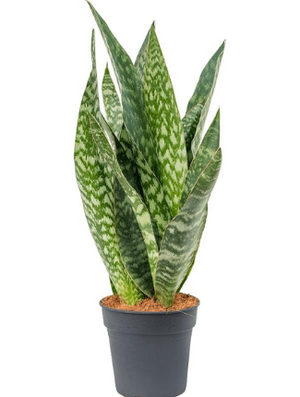 Sansevieria aubrytiana "metallica" vaso 12cm