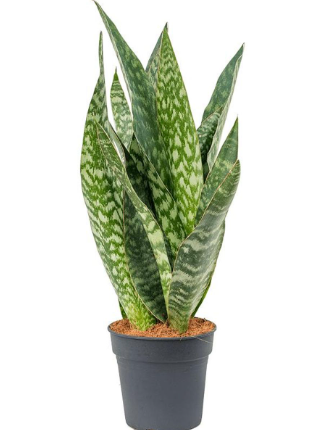 Sansevieria aubrytiana "metallica" vaso 12cm