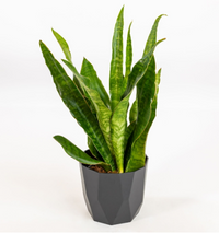 Sansevieria aubrytiana "metallica" vaso 12cm