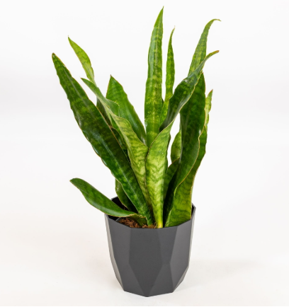 Sansevieria aubrytiana "metallica" vaso 12cm