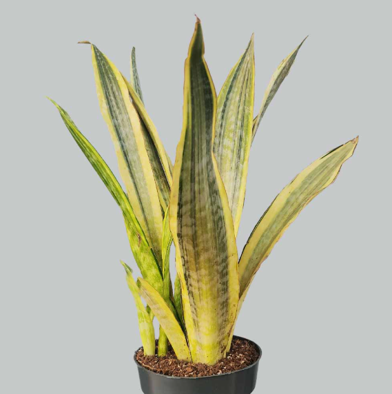 Sansevieria aubrytiana "metallica" vaso 12cm
