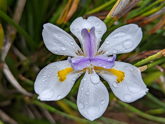 Dietes Grandiflora, vaso 18 foto reali