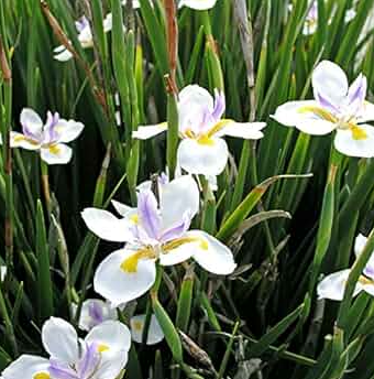 Dietes Grandiflora, vaso 18 foto reali