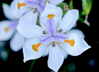 Dietes Grandiflora, vaso 18 foto reali