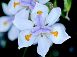 Dietes Grandiflora, vaso 18 foto reali