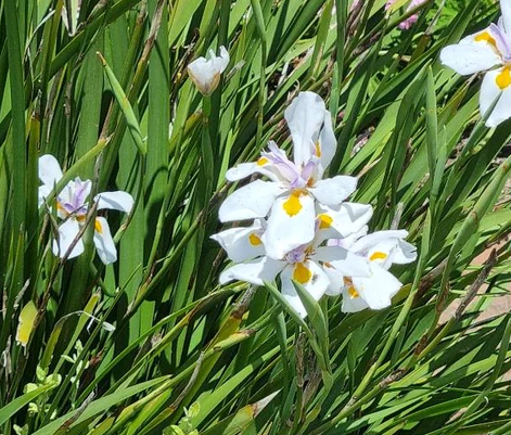 Dietes Grandiflora, vaso 18 foto reali