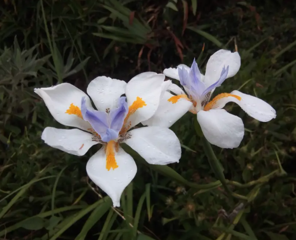 Dietes Grandiflora, vaso 18 foto reali