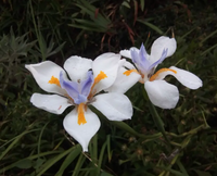 Dietes Grandiflora, vaso 18 foto reali