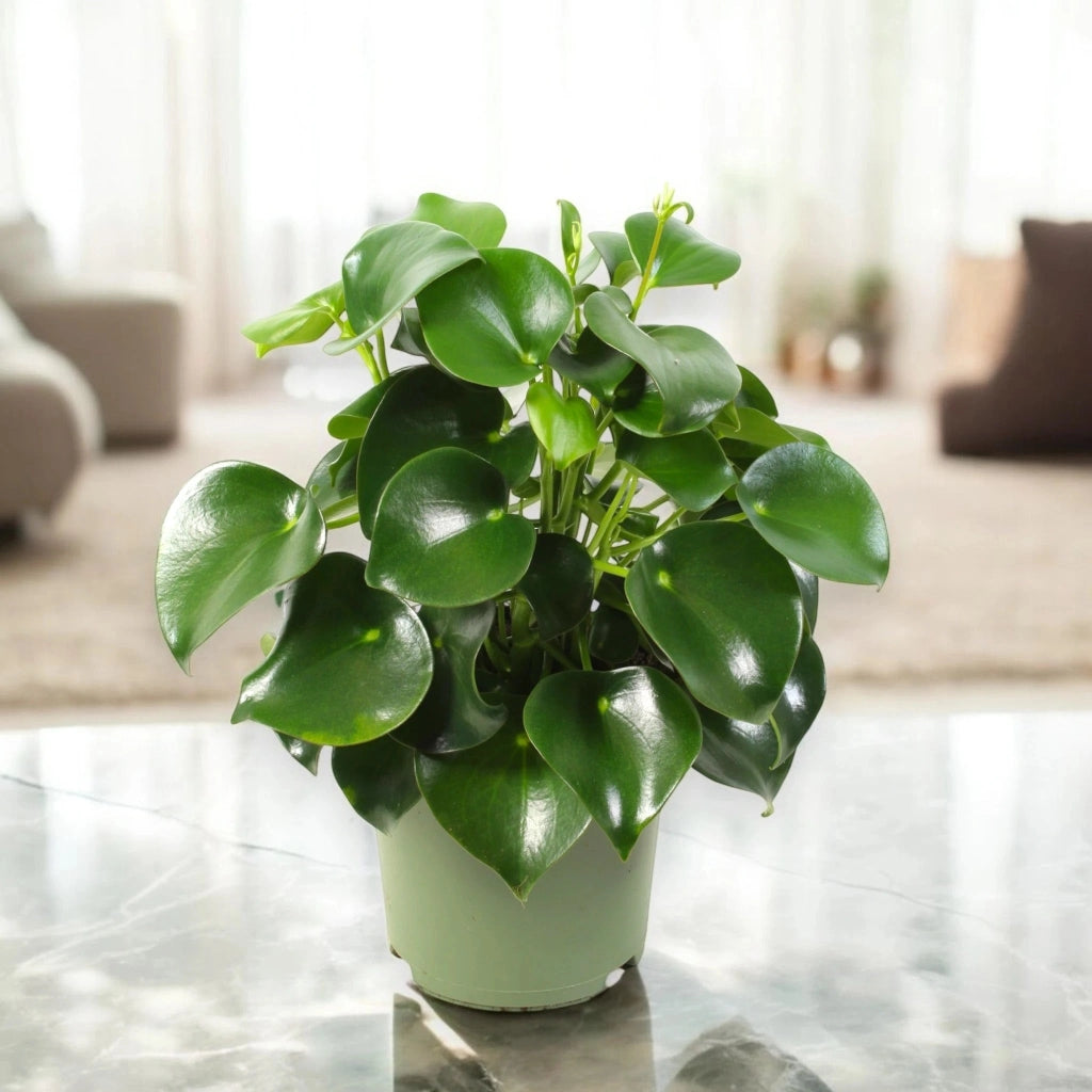 Gardenaria Peperomia polybotrya 'Raindrop' - Pianta da interno ornamentale Altezza: 30 cm (vaso 14)
