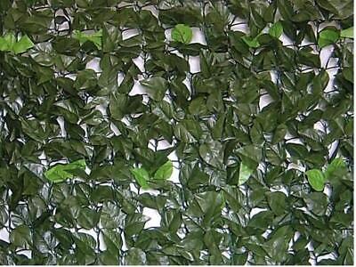 SIEPI SIEPE FINTA EVERGREEN ORNAMENTALI LAURO ARREDO GIARDINO OMBREGGIANTE