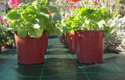 RETE RETI PER PACCIAMATURA PACCIAMANTE H. 3.00 MT - LUNGHEZZA MT.50