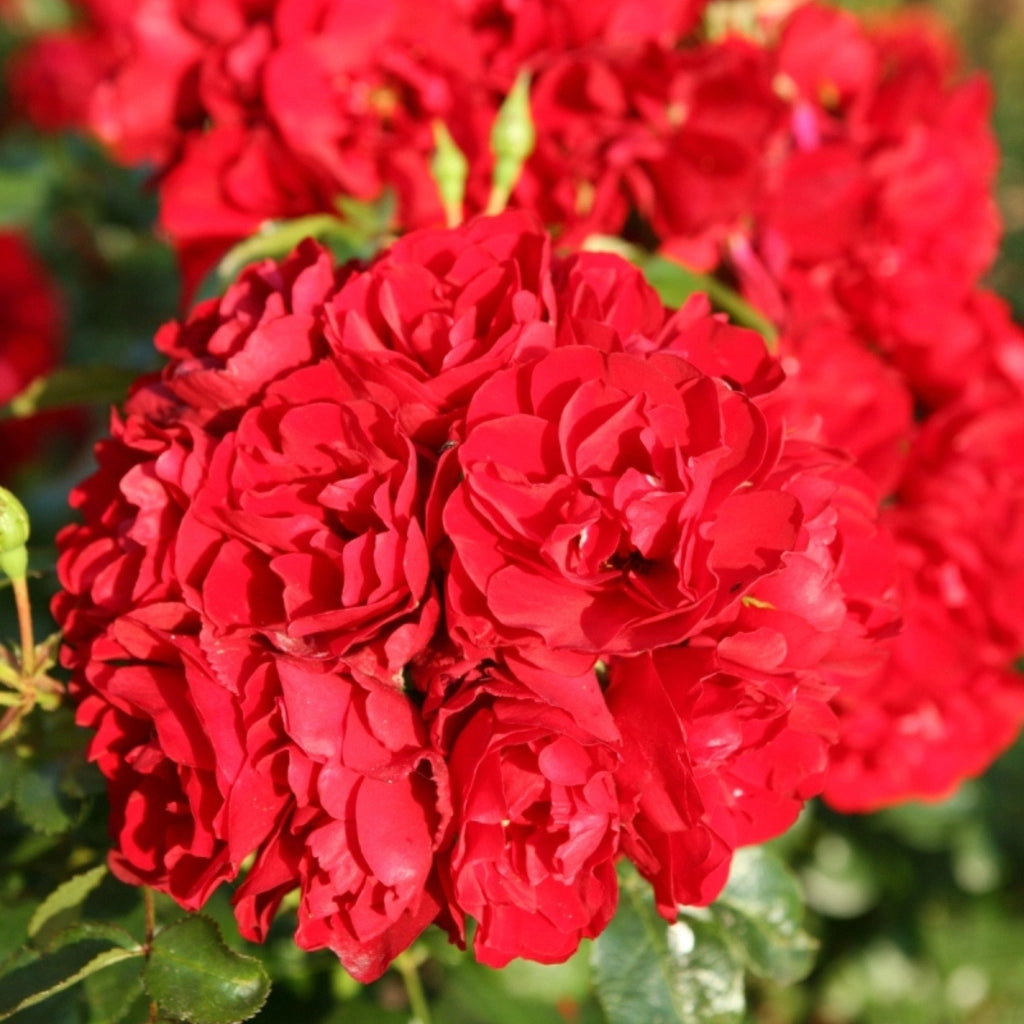 Gardenaria Rosa 'Red Mirato' - Rosa da giardino Altezza: 25/30 cm (vaso15)