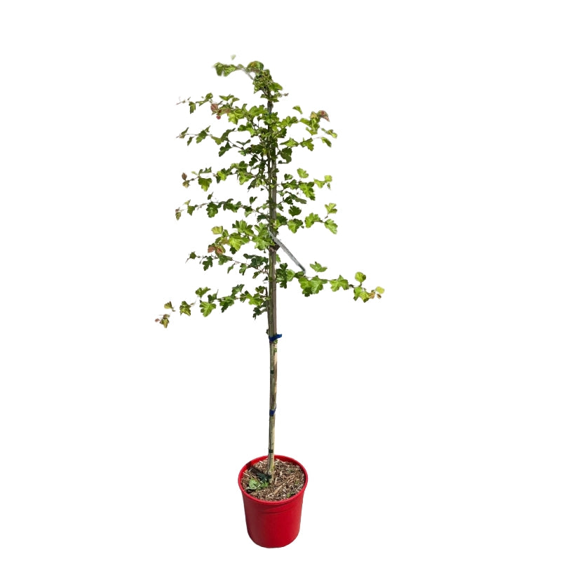 Biancospino fiore rosso Crataegus Laevigata Paul's Scarlet h 100 in vaso 18 cm