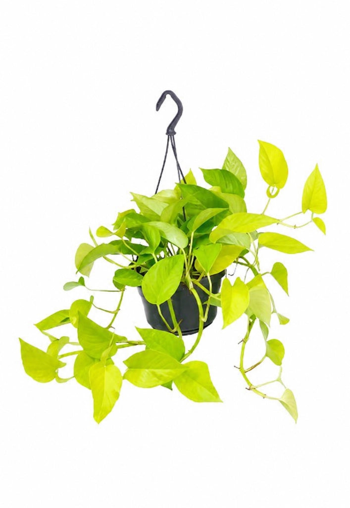 Gardenaria Epipremnum pinnatum 'Golden photos' - Pianta da interno ornamentale Altezza: 40 cm (vaso 15)