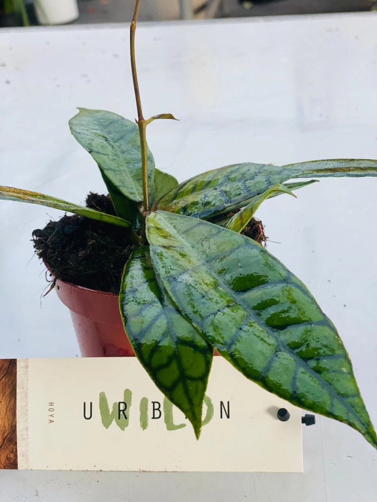 Hoya callistophylla "fiore di cera" vaso 8cm foto reali