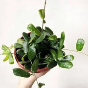 Hoya Overing Rotundiflora Pianta Tropicale da Collezione Vaso 12 cm