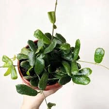 Hoya Overing Rotundiflora Pianta Tropicale da Collezione Vaso 12 cm