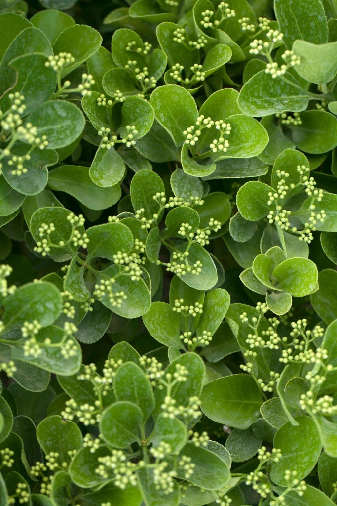 EUONYMUS AUREA (EVONIMO) VASO 24