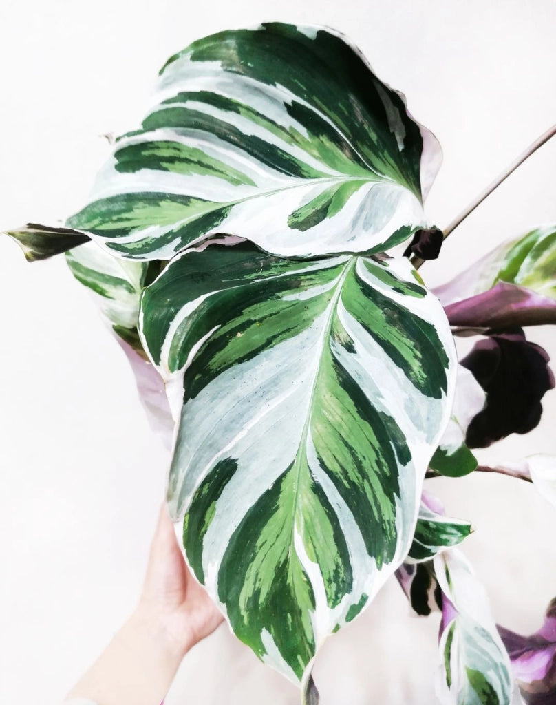 Calathea Fusion White Vaso 14 - Pianta Fiore Foto Reali