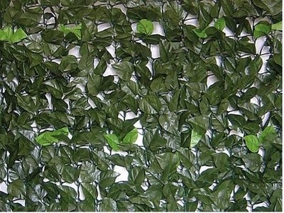 SIEPI SIEPE FINTA EVERGREEN ORNAMENTALI LAURO ARREDO GIARDINO OMBREGGIANTE