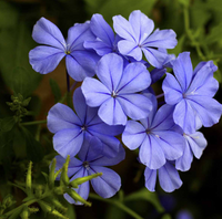 Pianta di plumbago, vaso 18 H100 cm, foto reali