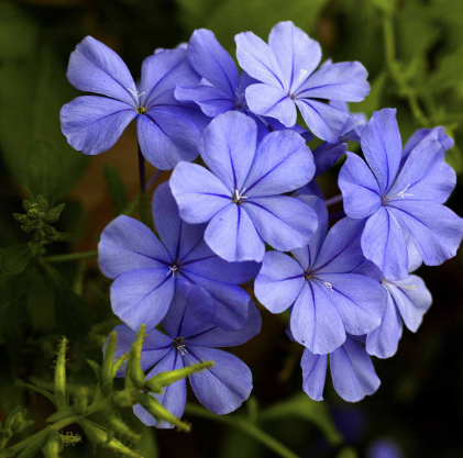 Pianta di plumbago, vaso 18 H100 cm, foto reali