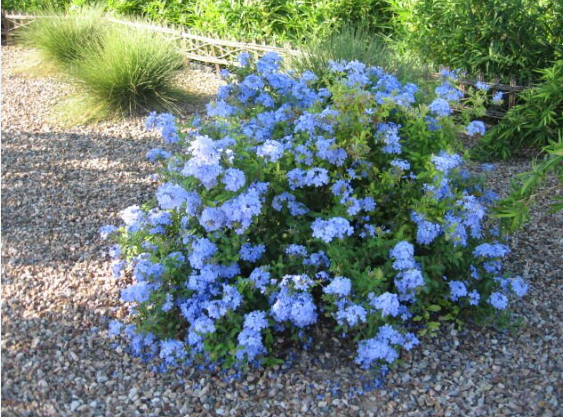 Pianta di plumbago, vaso 18 H100 cm, foto reali