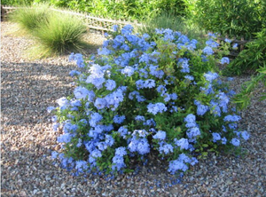 Pianta di plumbago, vaso 18 H100 cm, foto reali